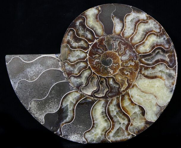 Cut Ammonite Fossil (Half) - Agatized #37143